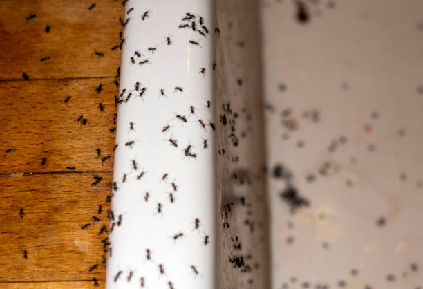 Best Commercial Pest Control Services  in Toledo, OH